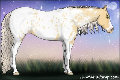 Horse Color:Silver Amber Champagne Roan Dun Splash Tobiano Frame Near Leopard Rabicano 