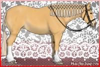 Horse Color:Palomino 