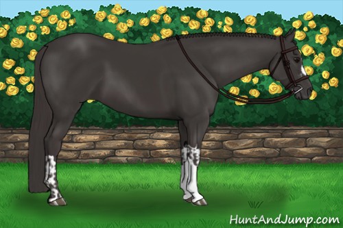 Horse Color:Smoky Black  and Smoky Black 