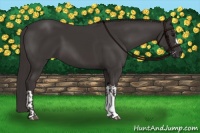 Horse Color:Smoky Black  and Smoky Black 