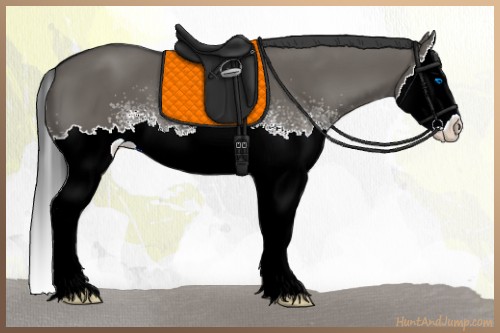 Horse Color:White Spotted Grullo Sabino Splash