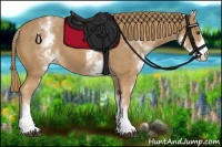 Horse Color:White Spotted Chestnut