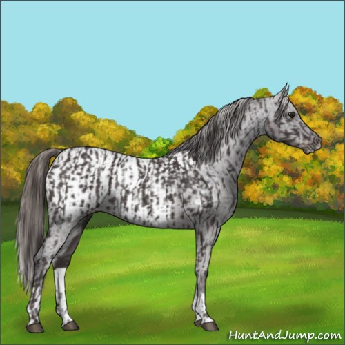 Horse Color:Smoky Black  and Smoky Black Appaloosa 