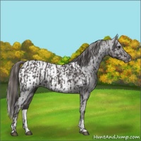 Horse Color:Smoky Black and Smoky Black Appaloosa