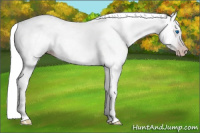 Horse Color:Gray Silver Amber Cream Champagne Roan Dun Splash Tobiano Frame Appaloosa Rabicano
