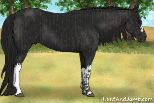 Horse Color:Smoky Black  and Gray Smoky Black 