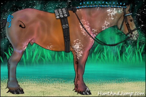 Horse Color:White Spotted Bay 