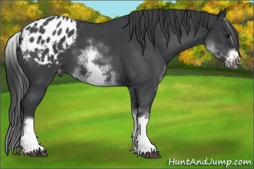 Horse Color:White Spotted Blue Roan Splash Frame Appaloosa