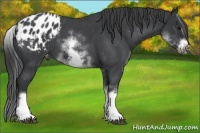 Horse Color:White Spotted Blue Roan Splash Frame Appaloosa