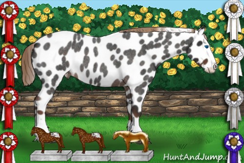Horse Color:Liver Red Roan Splash Appaloosa 