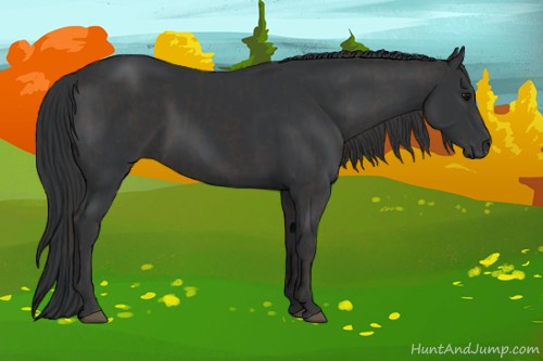 Horse Color:Smoky Black and Black