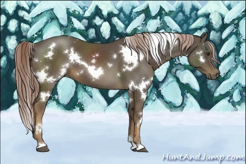 Horse Color:White Spotted Chocolate Palomino