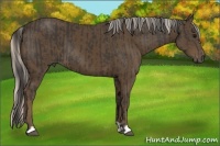Horse Color:Smoky Black and Silver Smoky Black