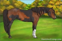 Horse Color:Smoky Black and Buckskin