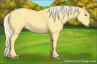 Horse Color:Palomino 