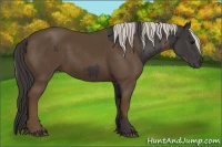 Horse Color:Smoky Black and Silver Smoky Black