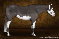 Horse Color:Smoky Black  and Smoky Black Splash 