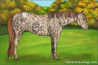 Horse Color:Smoky Black and Smoky Black Pearl