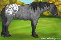 Horse Color:Blue Roan Appaloosa 