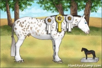 Horse Color:Brown Dun Splash Appaloosa Rabicano 