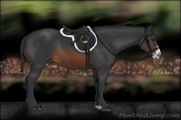 Horse Color:Brown Frame Rabicano 