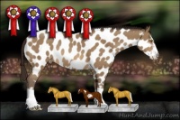 Horse Color:Sable Champagne Splash Frame Near Leopard Rabicano