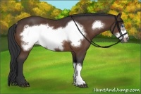 Horse Color:Bay Frame Rabicano 