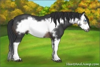 Horse Color:Brown Splash Frame Rabicano 