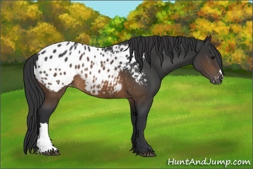 Horse Color:Brown Appaloosa Rabicano 
