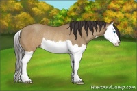 Horse Color:Sable Champagne Splash Rabicano 