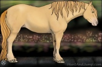 Horse Color:Gold Champagne