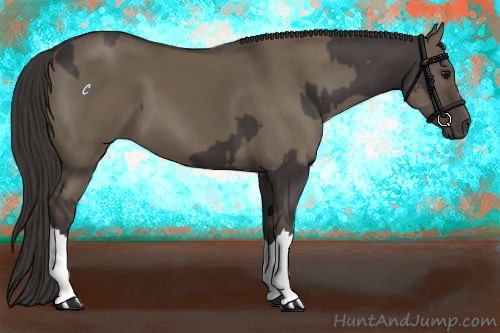 Horse Color:Smoky Black  and Smoky Grullo 