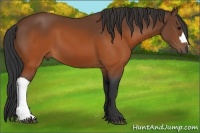 Horse Color:Brown 