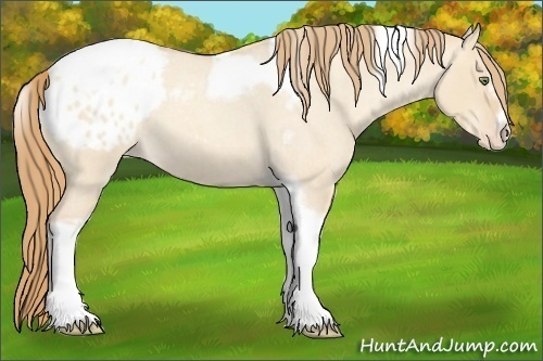 Horse Color:Gold Champagne Roan Dun Splash Tobiano Frame Appaloosa Rabicano