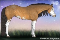 Horse Color:Buckskin Splash  and Buckskin Splash Frame 