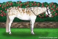 Horse Color:Buckskin Splash  and Buckskin Splash Appaloosa 