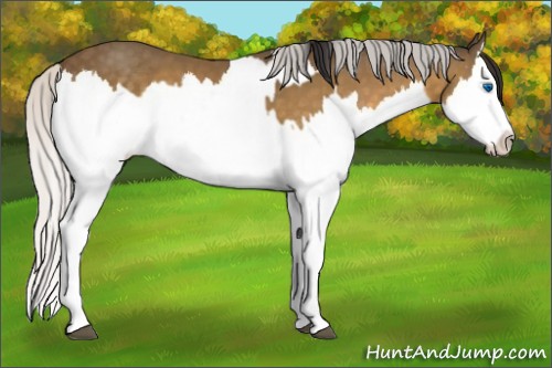 Horse Color:Buckskin Splash and Silver Buckskin Splash