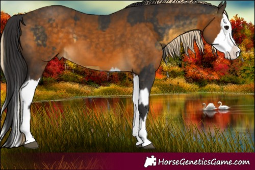 Horse Color:Buckskin Splash  and Chocolate Palomino Splash 
