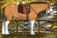 Horse Color:Buckskin Splash and Buckskin Splash Rabicano