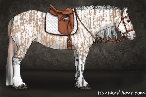 Horse Color:Bay Dun  and Bay Dun Blanket 