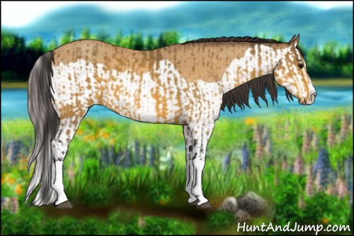 Horse Color:Buckskin Splash  and Sable Cream Champagne Splash 