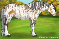 Horse Color:Buckskin Splash  and Buckskin Splash Tobiano 