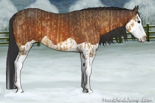 Horse Color:Buckskin Splash  and Bay Splash 