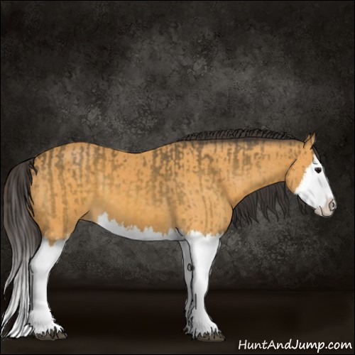 Horse Color:Buckskin Splash and Buckskin Splash