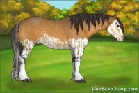 Horse Color:Buckskin Splash and Buckskin Splash