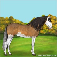 Horse Color:Buckskin Splash  and Buckskin Splash 
