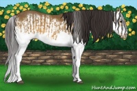 Horse Color:Buckskin Splash  and Buckskin Splash Frame 