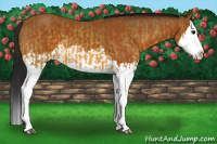 Horse Color:Buckskin Splash  and Gray Buckskin Splash 