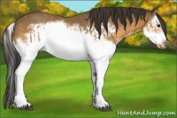 Horse Color:Buckskin Splash  and Buckskin Splash Frame 