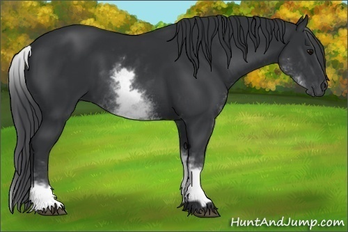 Horse Color:White Spotted Black